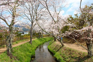 阿原川沿いの桜並木