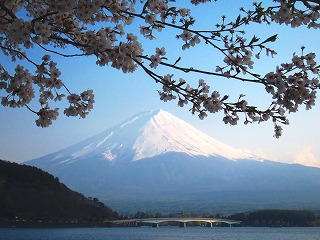 河口湖と桜と富士山