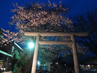 三嶋神社参道の夜桜