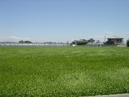 麦の穂波と集落の見える風景
