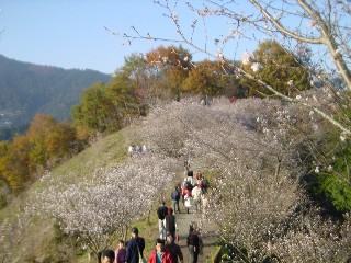 桜山公園の風景