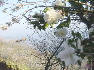 冬桜と山茶花