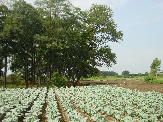 ブロッコリー畑
