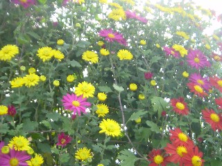 色とりどりの菊の花