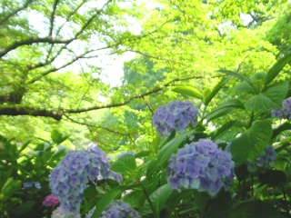 権現堂堤の紫陽花