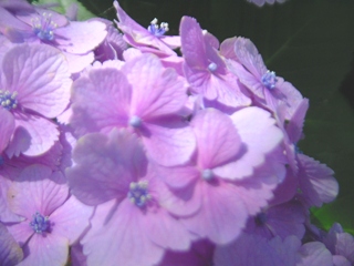 権現堂堤の紫陽花