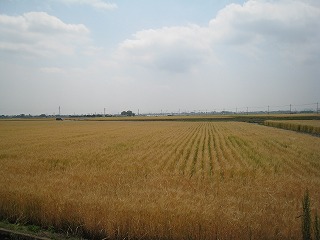 麦秋の風景