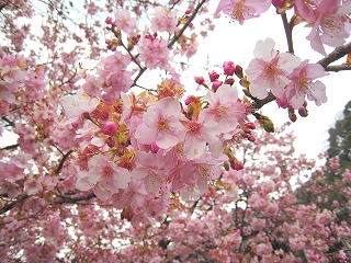 河津桜原木の桜
