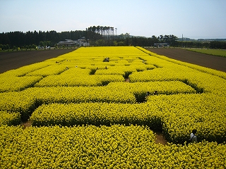 横浜町・菜の花畑
