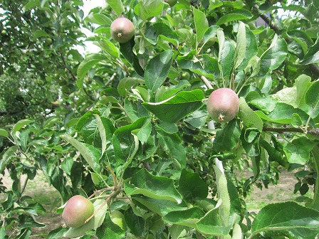 りんご並木