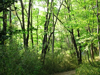 武蔵丘陵森林公園