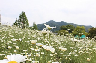 武蔵丘陵森林公園