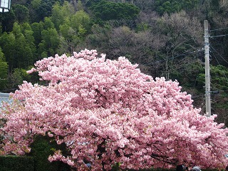 河津・かじやの桜