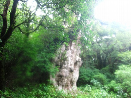 縄文杉