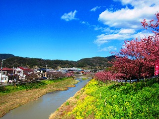 保田川と桜並木