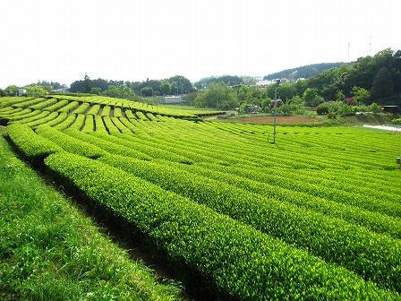 狭山茶の茶畑