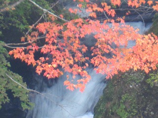 滝近くの紅葉をアップで
