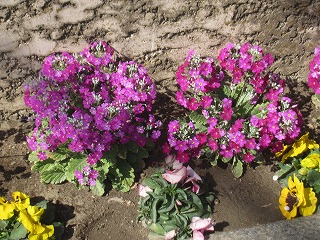 鎌ヶ谷市・街角の花々