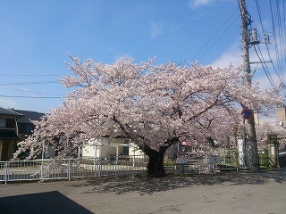 八瀬川の桜
