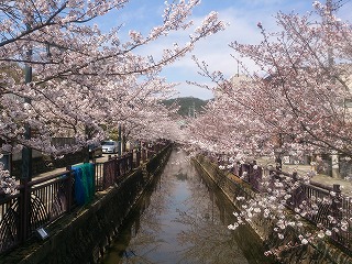 八瀬川の桜