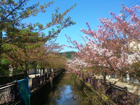 八瀬川の桜並木