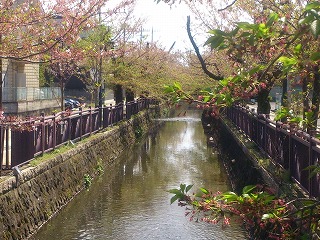 八瀬川の桜並木