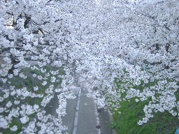 足利市・袋川の桜
