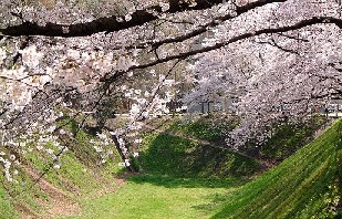 水戸市・三の丸の桜