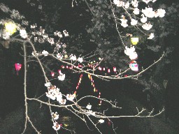 八瀬川の夜桜