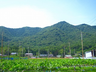 ぶどう畑と太平山