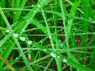 雨露を受ける草