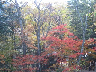湯滝付近の紅葉