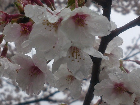 雪中の八瀬川の桜