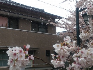 雪中の八瀬川の桜