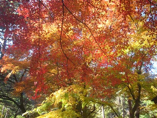 天鼓林の紅葉