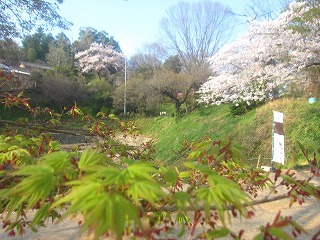 金山山頂・新緑と桜の風景