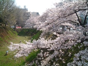 茨城県庁三の丸庁舎の桜