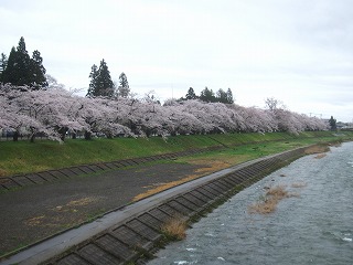 桧木内川の桜並木