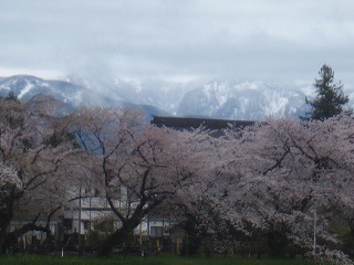 桜並木と奥羽山脈
