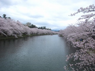 弘前城西壕の桜