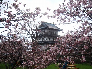 桜に包まれた松前城