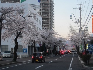 五稜郭公園へ向かう通りの桜並木