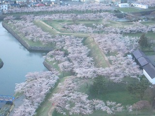 五稜郭の桜