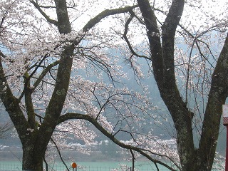 馬瀬川第二ダムのダム湖沿いの桜
