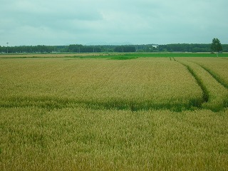 十勝平野・小麦畑