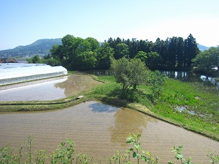 平泉町内の水田風景