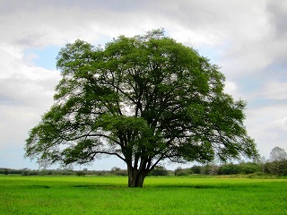ハルニレの木