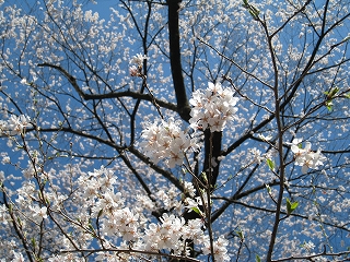 おまき桜