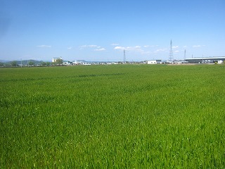 小麦が植えられた水田