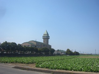 尾島庁舎とゴボウ畑